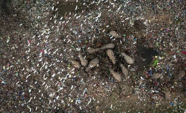 Foto de elefantes comendo lixo é uma das vencedoras do prêmio de fotos aéreas de animais Drone Photo Awards