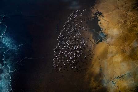 Foto de flamingos é uma das finalistas do prêmio de fotografia aérea Drone Photo Awards