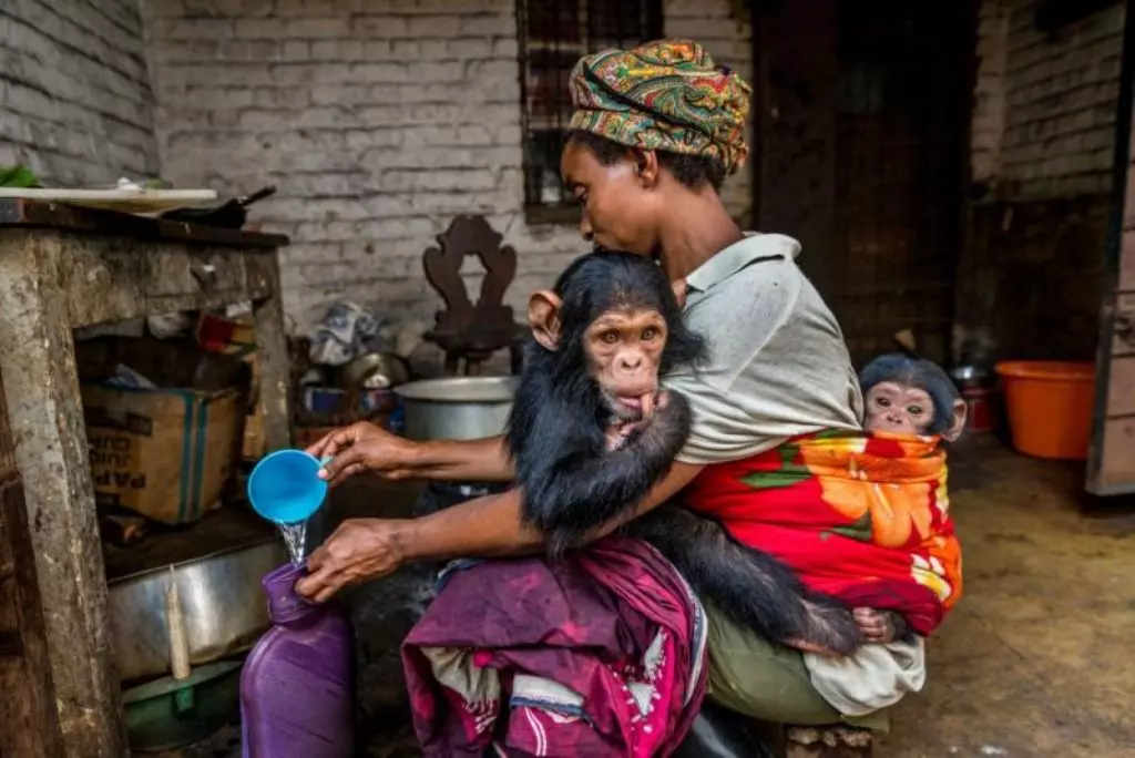Foto de dois chimpanzés agarrados na cintura de uma mulher é uma das finalistas do prêmio de fotos de natureza Big Pictures