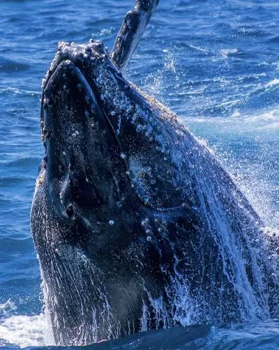 Foto de baleia saltando do mar concorreu ao prêmio da Ocean Conservancy