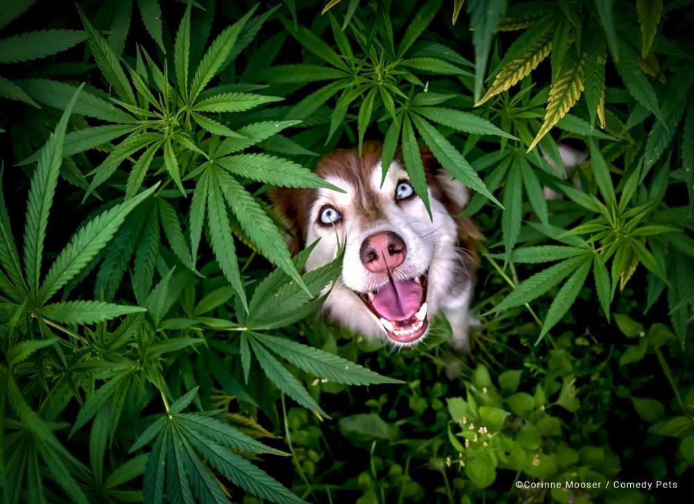 Foto de cão escondido entre folhagens na Suíça é uma das melhores do ano do prêmio Comedy Pet