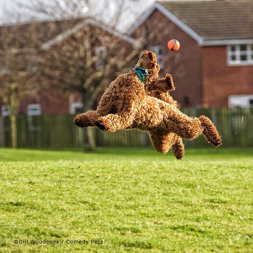 Foto de cachorro brincando com bola em pleno ar é finalista de concurso de fotografia de pets