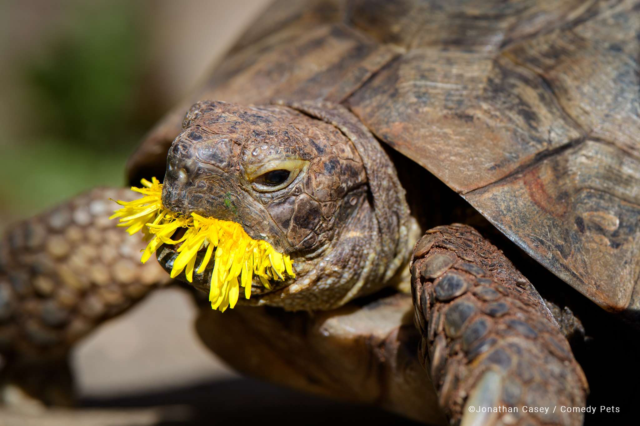 Registro de tartaruga comendo suas flores preferidas é finalista de concurso de fotos de pets