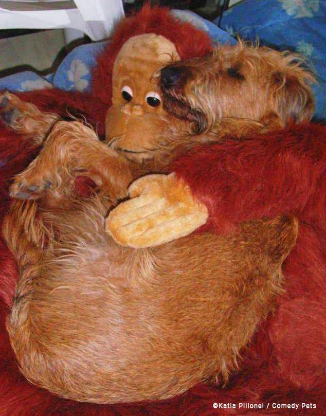 Foto de cãozinho abraçado por boneco de orangotango é uma das melhores do Comedy Pet Awardas