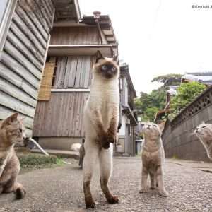 Foto de gato em pé admirado por três colegas é finalista de concurso de pets