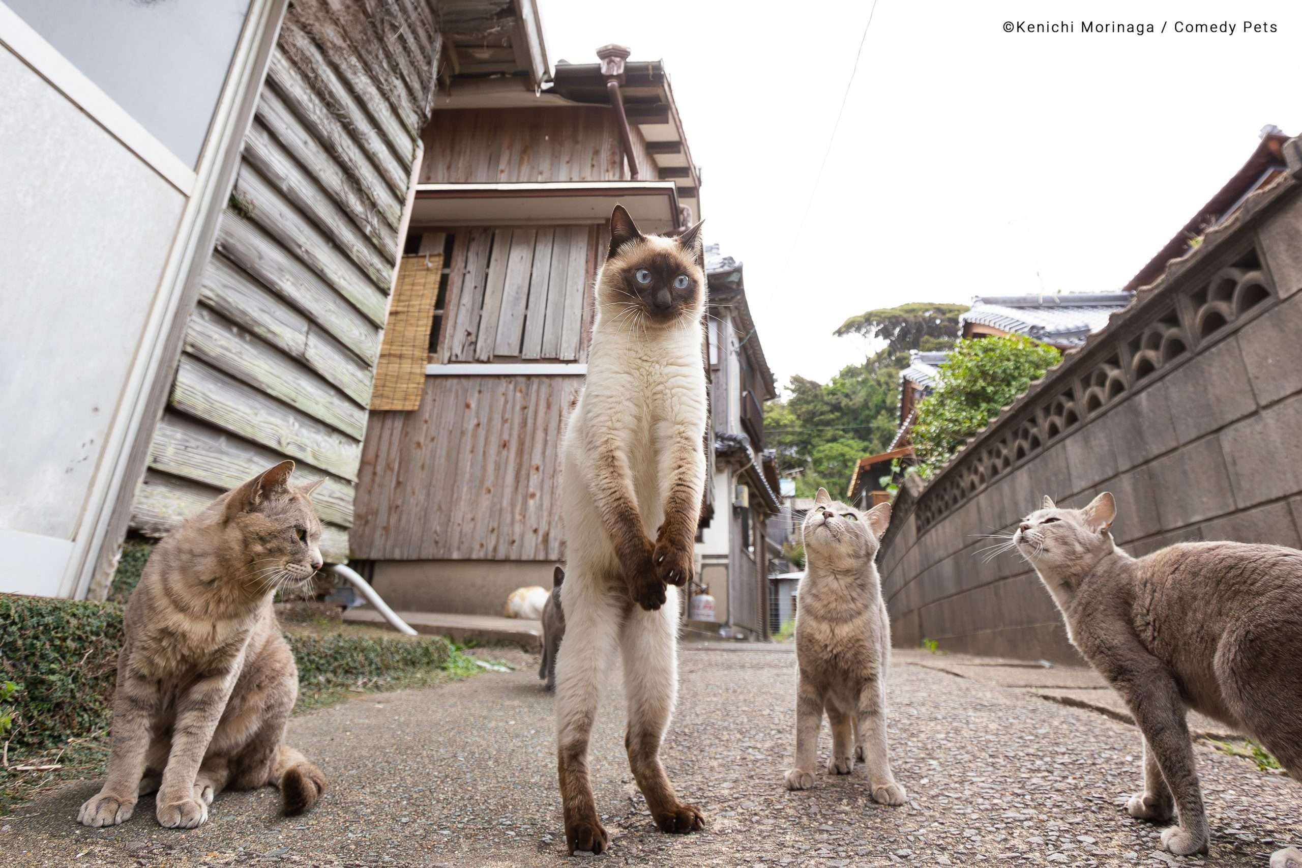 Foto de gato em pé admirado por três colegas é finalista de concurso de pets