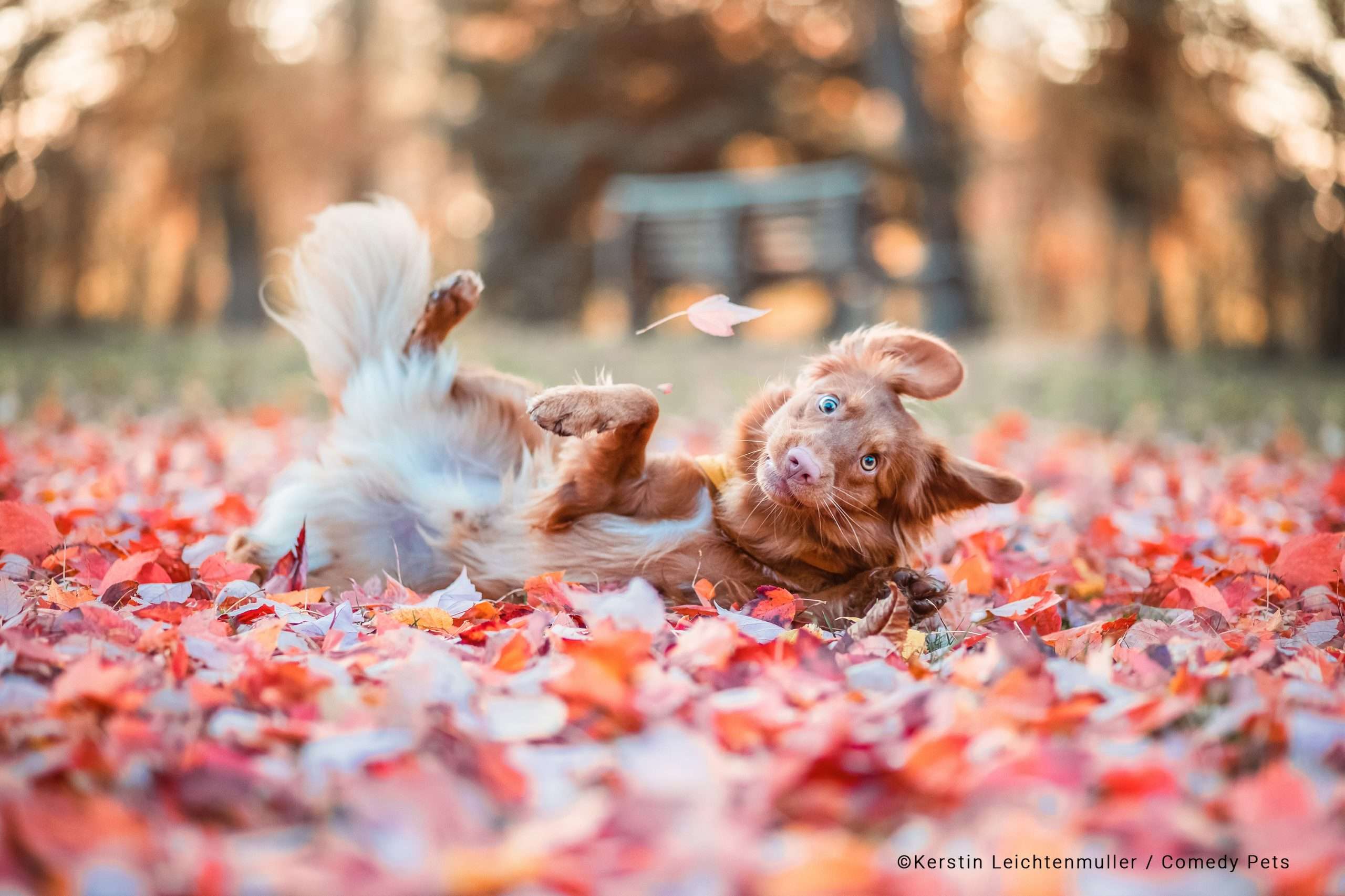 Foto de cachorro se divertindo em meio à folhagem de outono é uma das melhores de concurso de pets