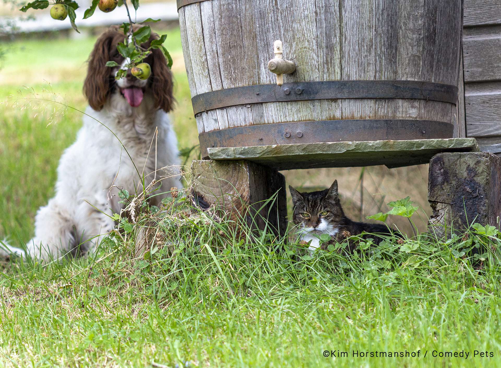 Foto de cão brincando de esconde-esconde com gata desinteressada é uma das melhores de concurso de pets