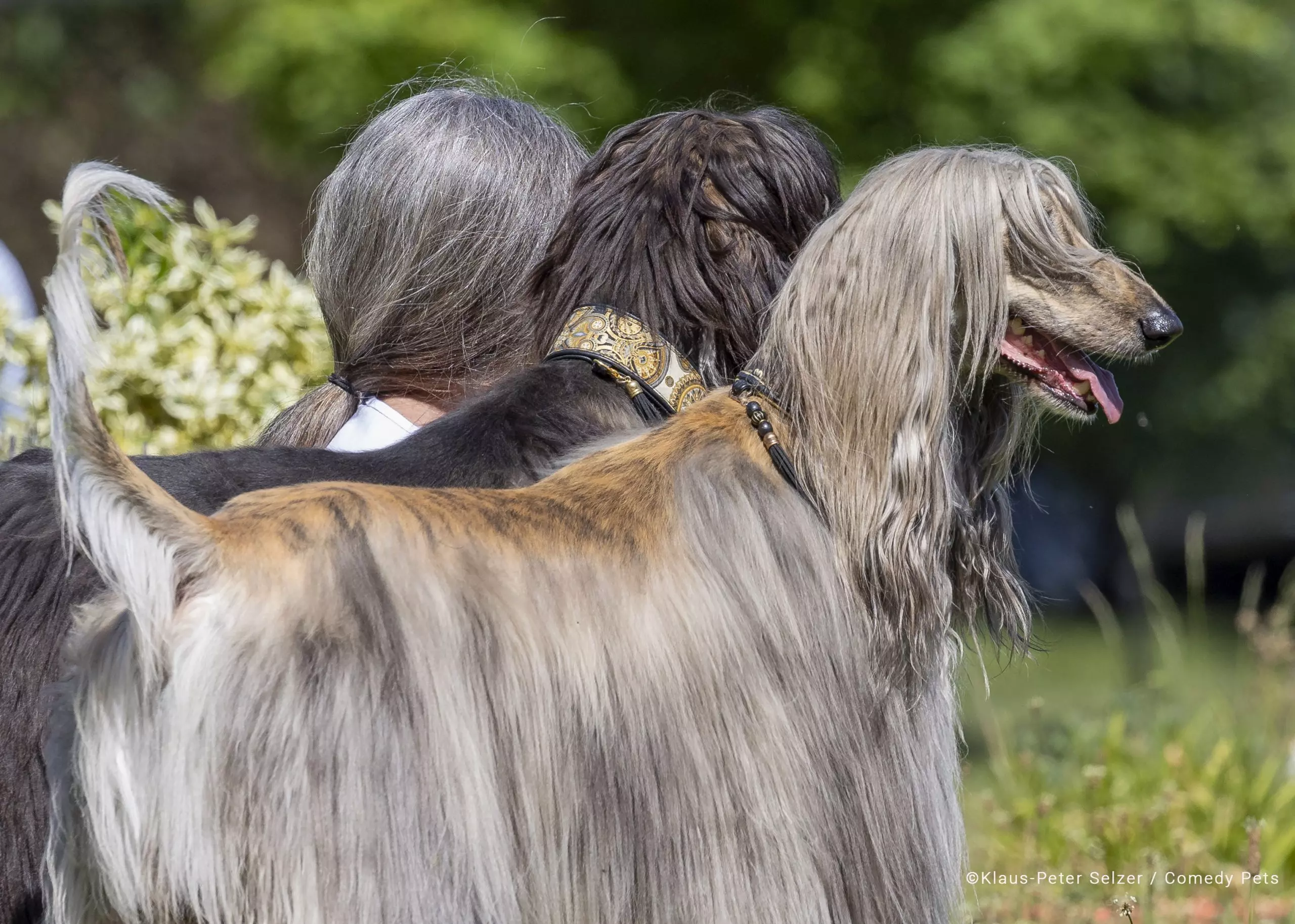 Mulher com cabelos parecidos com de seus dois cães é finalista de concurso de pets