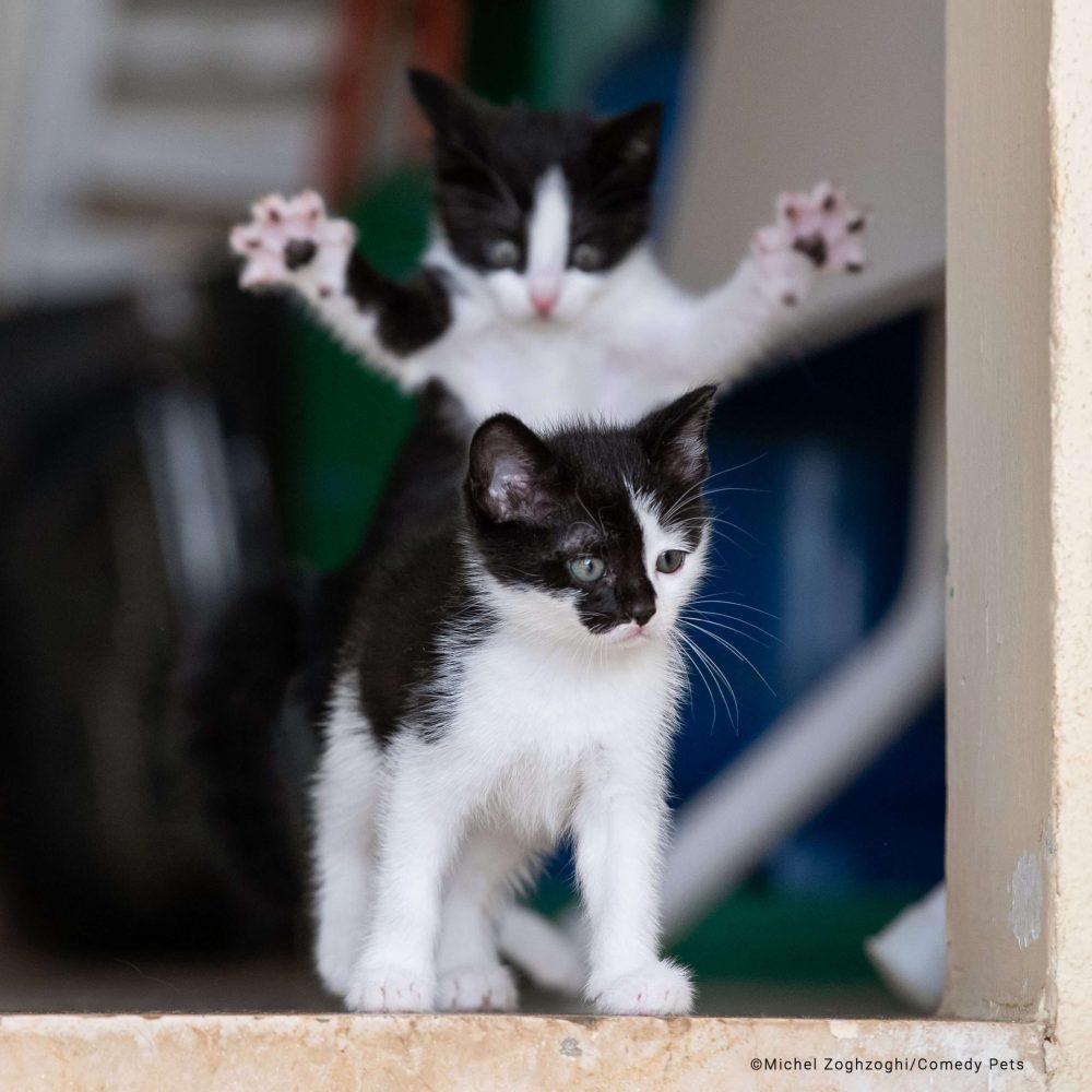 Registro de gatinho se preparando para dar grande susto em outro no Líbano é finalista de concurso de fotos de pets