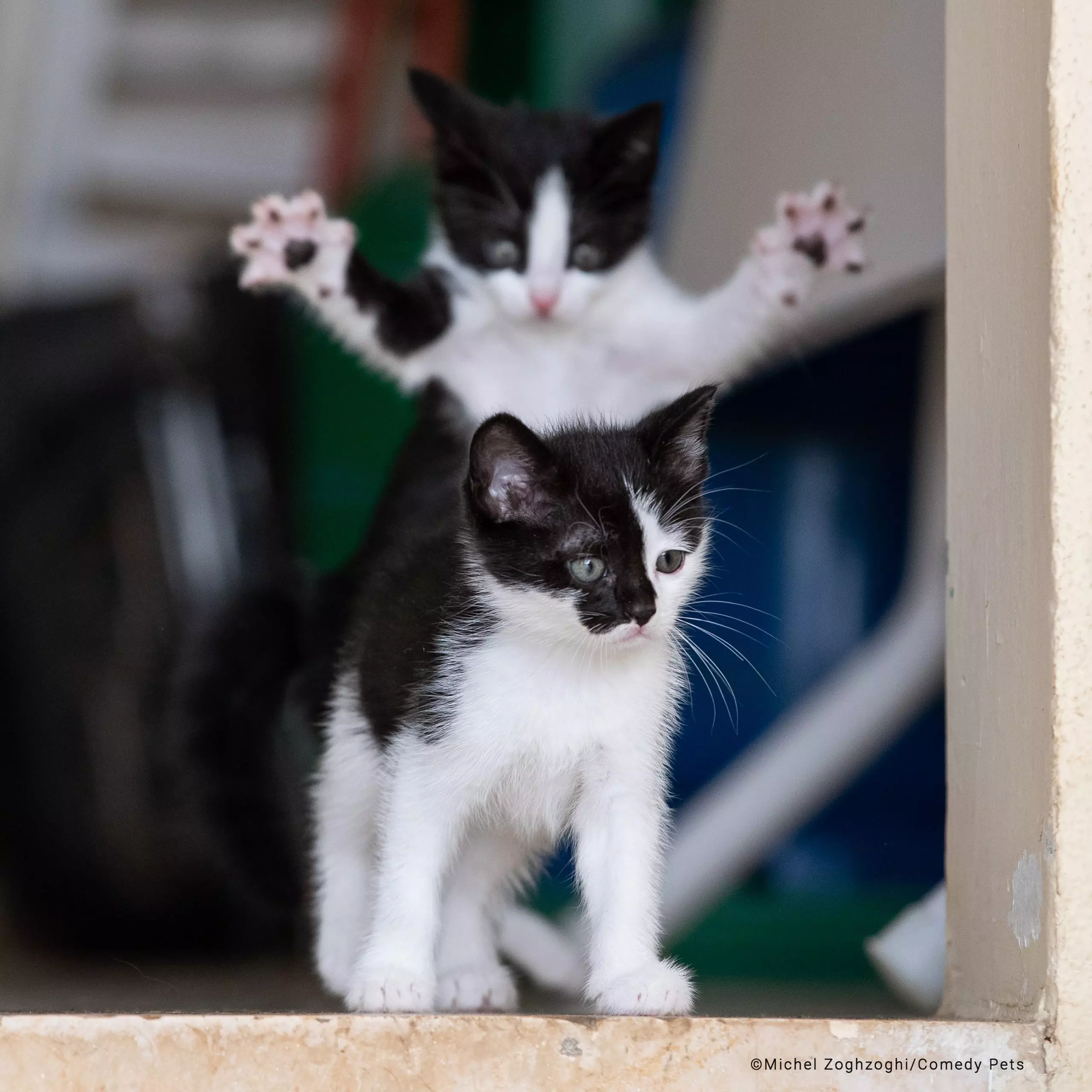 Registro de gatinho se preparando para dar grande susto em outro é finalista de concurso de fotos de pets