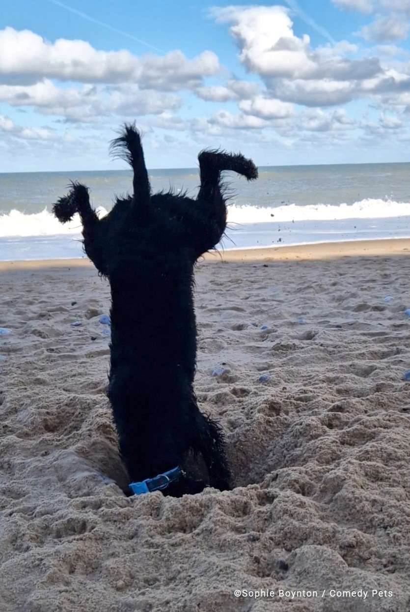 Foto de cão com cabeça enterrada na areia da praia no Reino Unido foi eleita uma das mais divertidas do ano em concurso de imagens de pets
