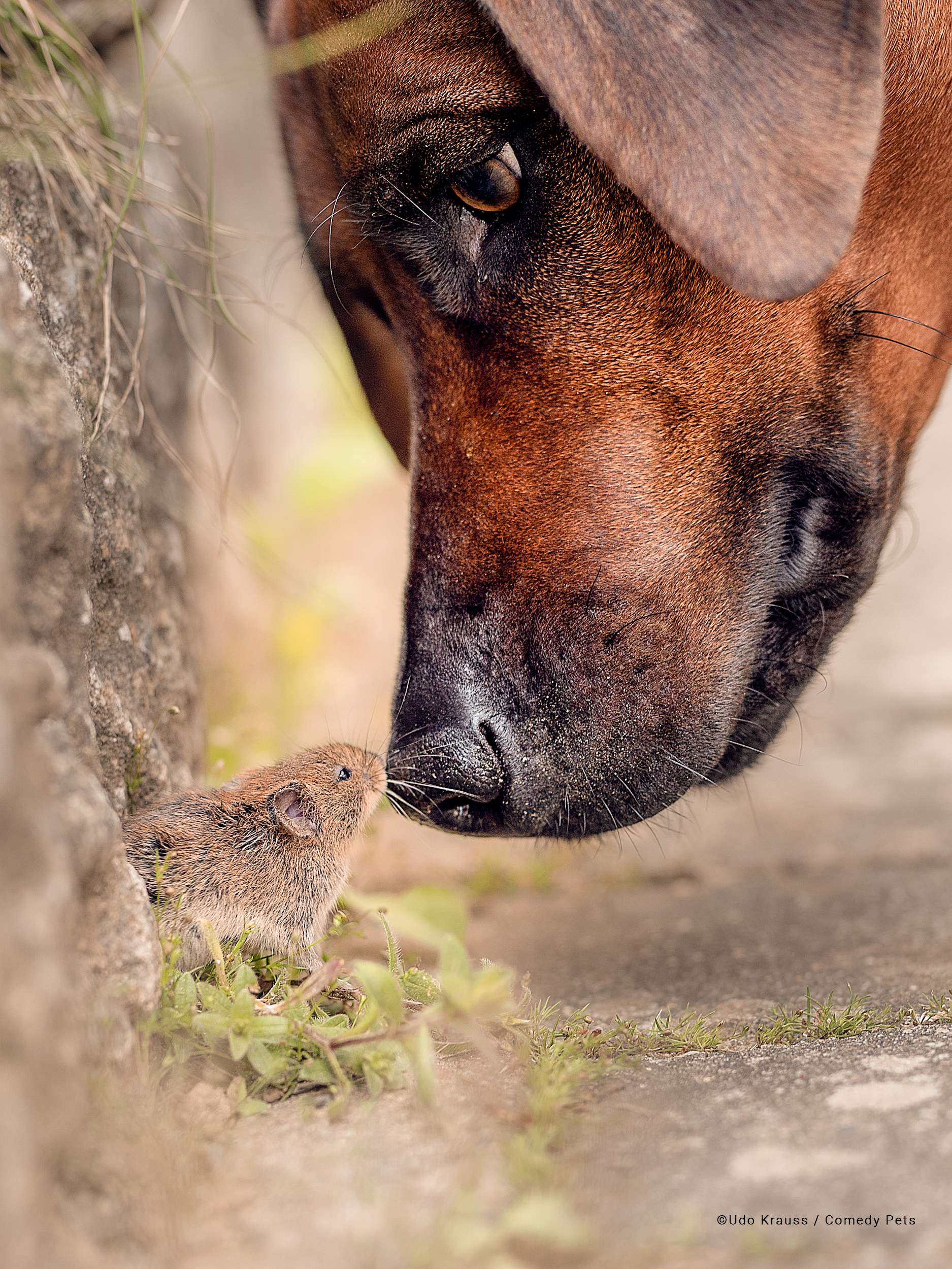 Foto de cadela e ratinho se encarando é finalista de concurso de pets