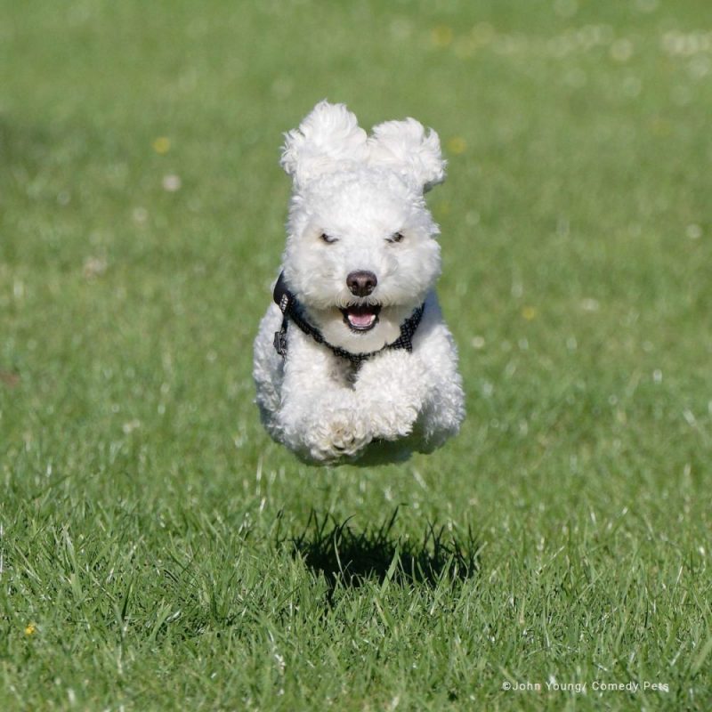 O Comedy Pet Awards escolheu a foto de um poodle saltando na grama na Inglaterra como uma das mais engraçadas do ano 