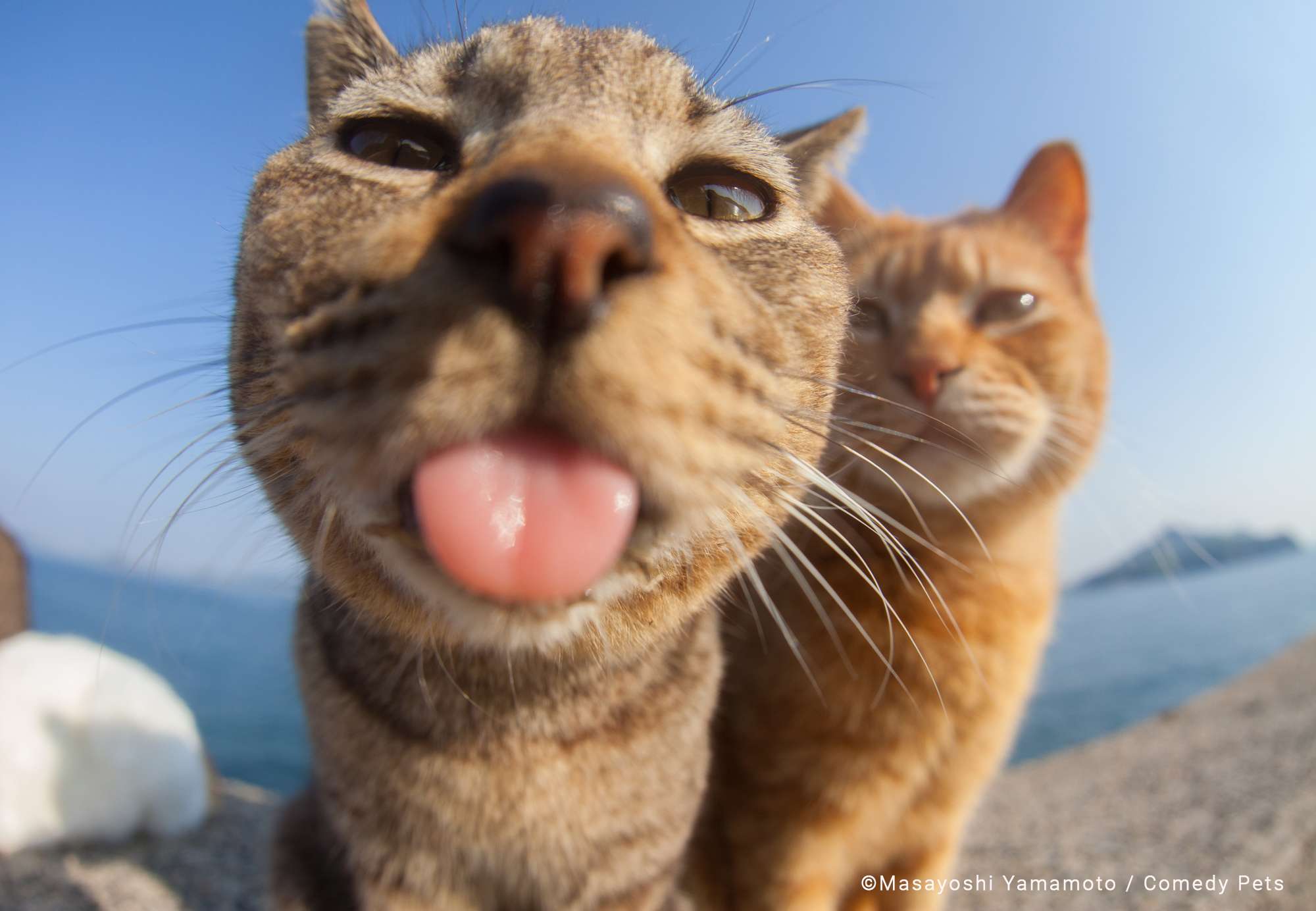 Foto de gatinho mostrando a língua para o fotógrafo é uma das melhores do Comedy Pet Awardds