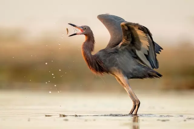Foto de uma garça pegando um peixe é uma das vencedoras do concurso de fotos de pássaros Audubon EUA