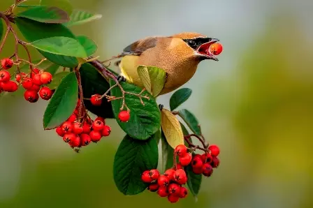 Foto de um picoteiro com fruto no bico é uma das finalistas do concurso de fotos de pássaros Audubon EUA