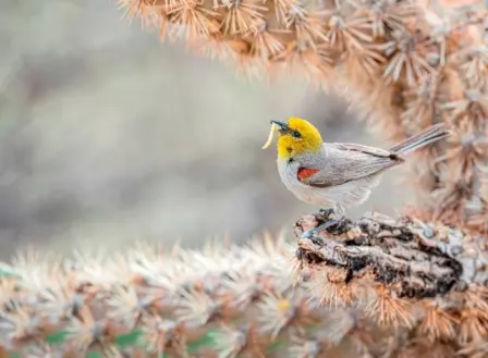 Foto de pássaro com lagarta no bico é uma das vencedoras do concurso de fotos de pássaros Audubon EUA