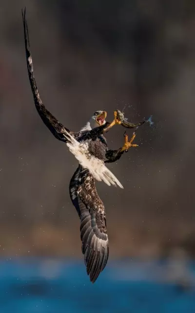 Foto de uma águia tentando pegar um peixe é uma das finalistas do concurso de fotos de pássaros Audubon EUA