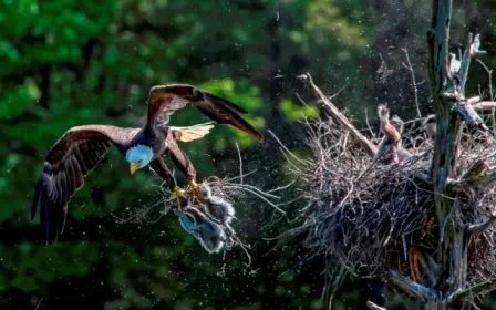 Foto de águia com filhotes de garça nas garras é uma das finalistas do concurso de fotos de pássaros Audubon EUA