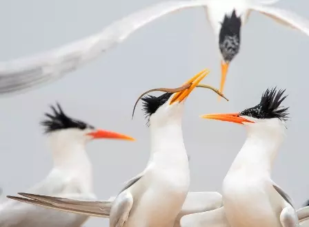 Foto de andorinhas-do-mar é uma das finalistas do concurso de fotos de pássaros Audubon EUA