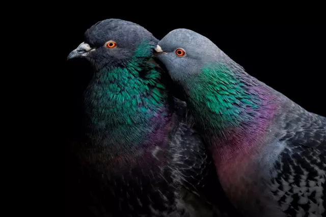 Foto de casal de pombos foi a vencedora do concurso de fotos de pássaros Audubon Canadá