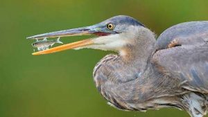 Foto de garça-real com peixinhjo no bico é uma das finalistas do concurso de fotos de pássaros Audubon EUA