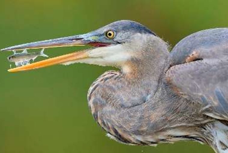 Foto de garça-real com peixinhjo no bico é uma das finalistas do concurso de fotos de pássaros Audubon EUA
