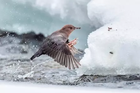 Foto de pássaro voando com larvas no bico é uma das finalistas do concurso de fotos de pássaros Audubon Canadá