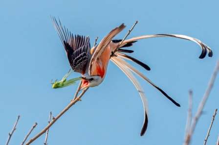 Foto de um papa-moscas com um besouro no bico é uma das finalistas do concurso de fotos de pássaros Audubon EUA