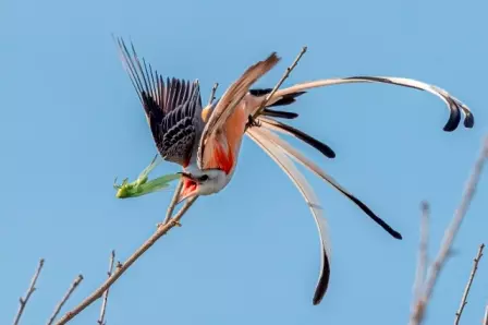 Foto de um papa-moscas com um besouro no bico é uma das finalistas do concurso de fotos de pássaros Audubon EUA