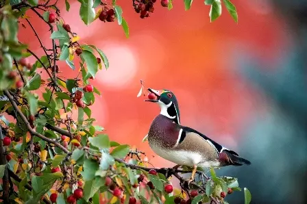 Foto de um pato em um macieira é uma das finalistas do concurso de fotos de pássaros Audubon EUA