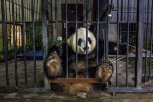 Um panda preso em uma jaula na China. A foto é uma das finalistas do prêmio Big Picture