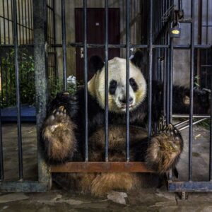 Um panda preso em uma jaula na China. A foto é uma das finalistas do prêmio Big Picture