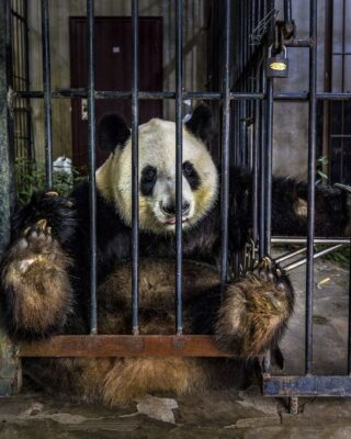 Um panda preso em uma jaula na China. A foto é uma das finalistas do prêmio Big Picture