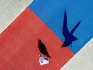 Em um chão vermelho e azul a sombra de uma ave parada e outra voando