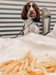 Cachorro olhando para petiscos. Foto feita com iPhone na Austrália