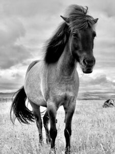 A foto em preto e branco feita com um iPhone mostra um cavalo