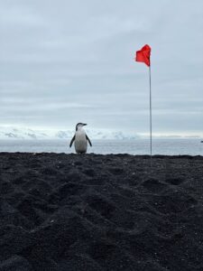 Pinguim parada ao lado de um bandeira vermelha. Foto feita com iPhone