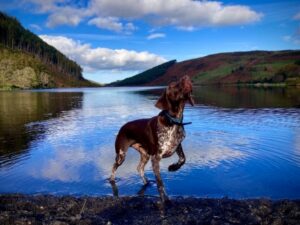 Cachorro faz pose em frente a um lago