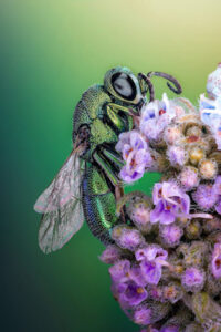 Foto de vespa pousada em flor fica em décimo-segundo lugar de concurso de mficrofotografia