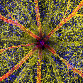 Foto de nervo ótico de roedor fica em primeiro lugar de concurso de mficrofotografia