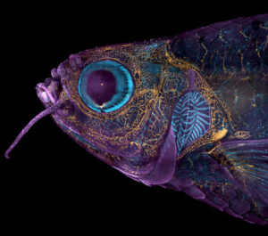 Foto de peixe transgênico fica em vigésimo lugar de concurso de mficrofotografia