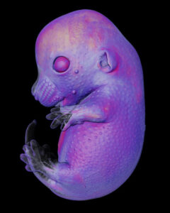 Foto de embrião de rato fica em sétimo lugar de concurso de mficrofotografia