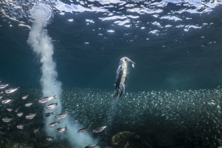 Uma ave costeira no México consegue capturar uma sardinha no fundo do mar, em imagem destacada no Ocean Photographer Award 