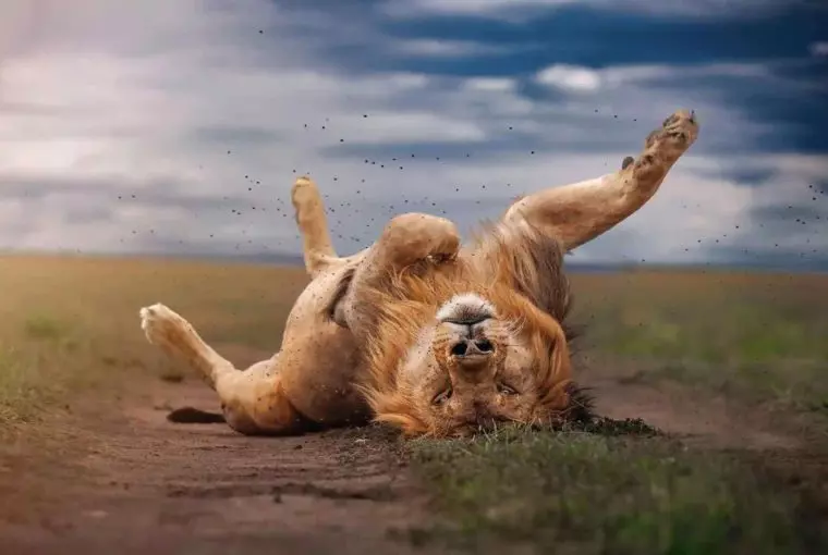 Imagem de leão deitando é uma das vencedoras do prêmio de fotos da vida animal Nature inFocus
