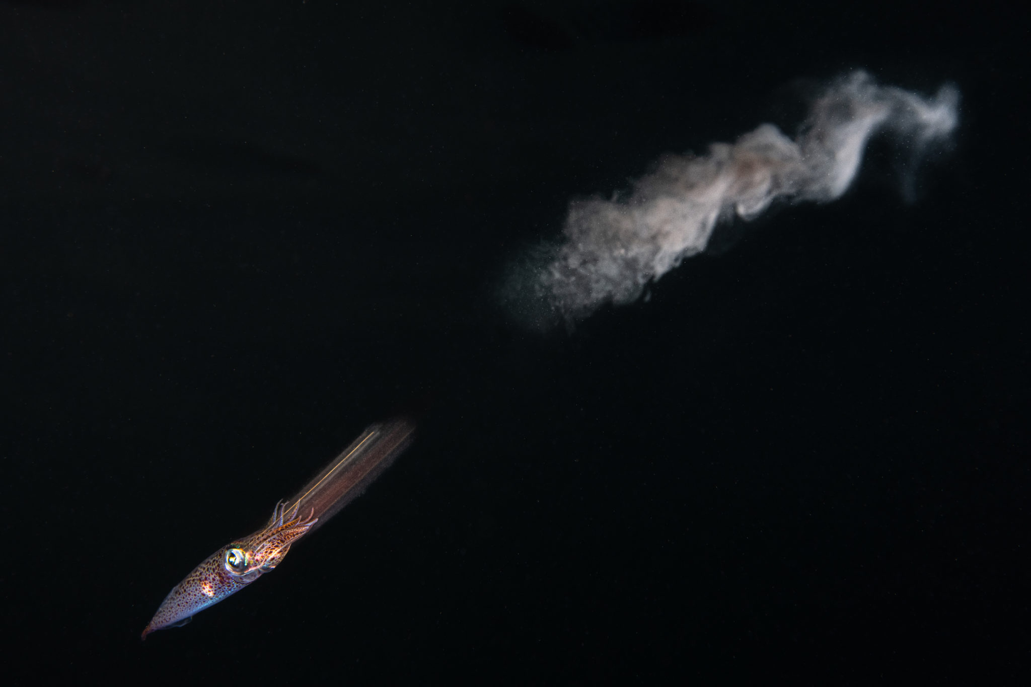 Foto de lula esguichando tinta preta na água é finalista de prêmio de fotografia subaquática