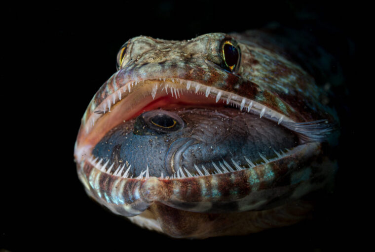 Foto de peixe-lagarto engasgado é finalista em prêmio de fotografia do mar