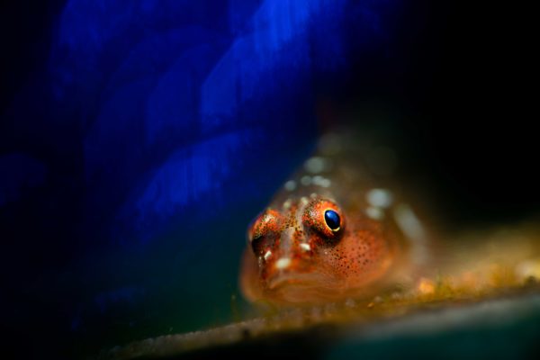 Peixe gobi fotografado no fundo do mar na Indonésia