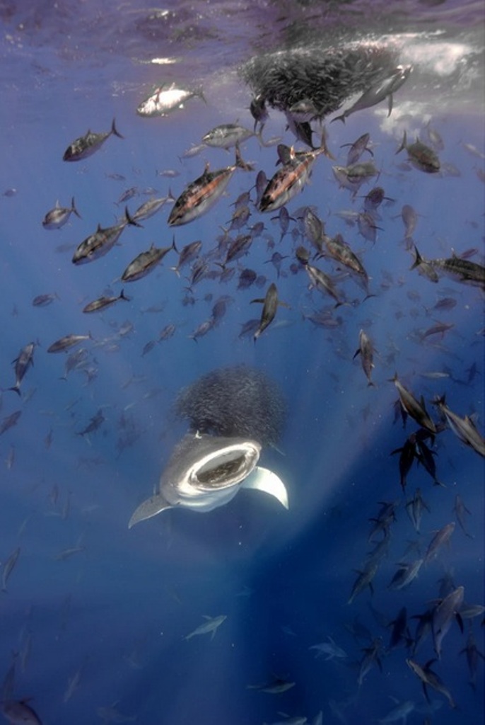 Tubarão-baleia se alimenta de peixes nos Açores. A imagem foi vencedora do prêmio de fotos de cientistas BMC